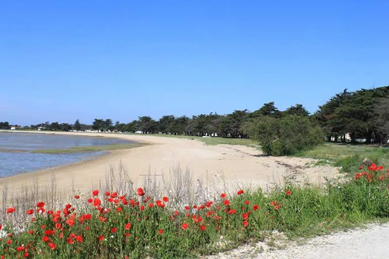 Plage avec coquelicots et arbres, ciel bleu.