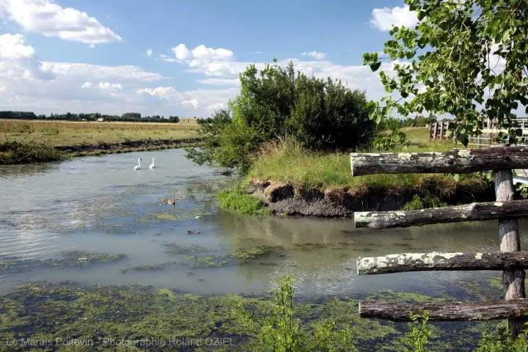 Deux cygnes sur une rivière dans le marais.