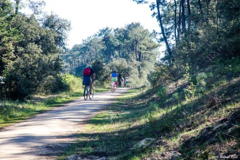 Cyclistes sur un chemin forestier ensoleillé